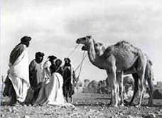 Camel Souk 1940